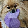 Uly participe au concours pour gagner de l'argent avec cette photo : black_nose, blanket, chewing, close_up, cozy, cuddly, dark_eyes, dog, fluffy, indoors, long_hair, pet, playful, plush_toy, portrait, puppy, purple_toy, small_dog, tan_fur, wood_floor