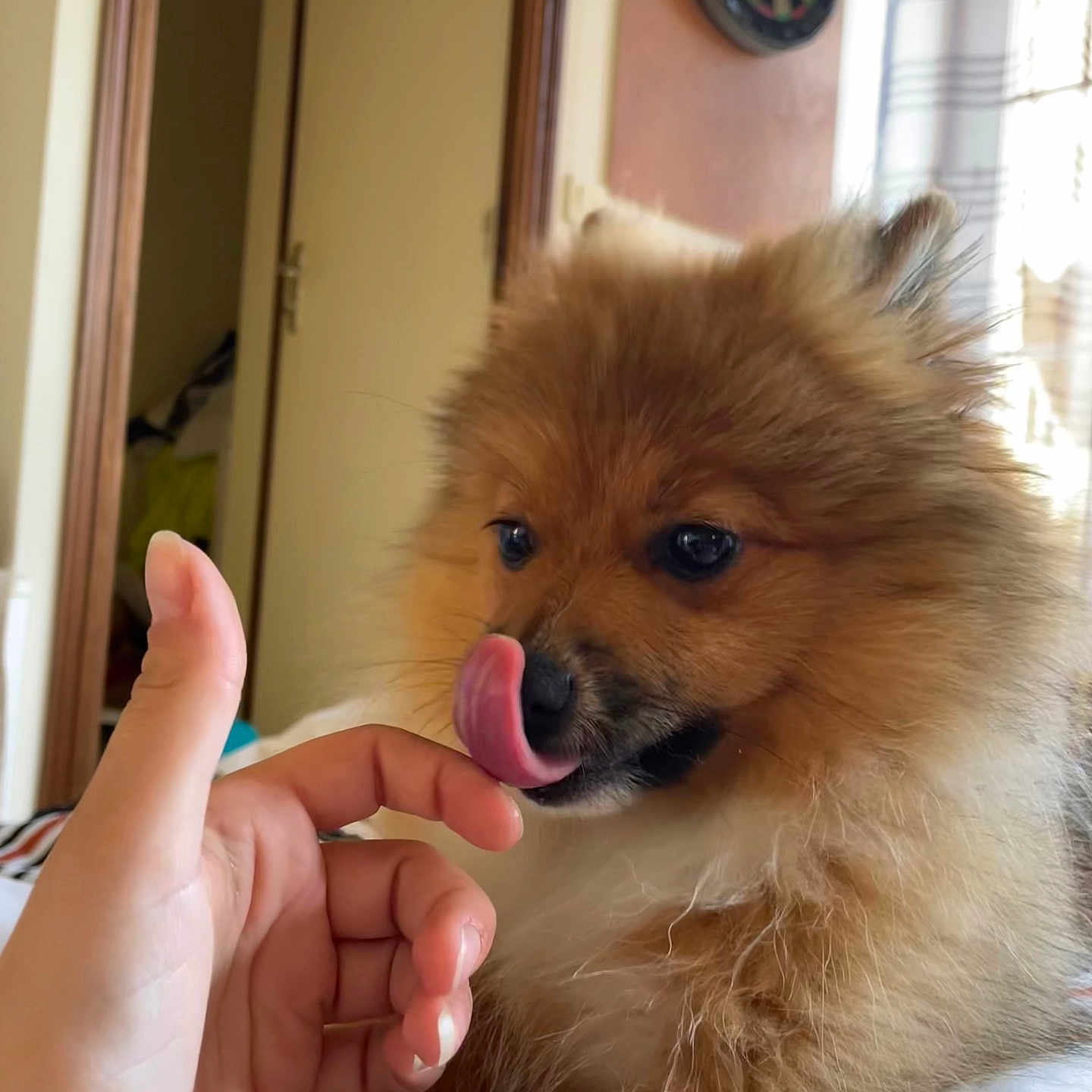 Valky a rejoint le concours — aidez-le/la à gagner de superbes lots ! animal, bodypart, canine, dog, door, eskimodog, face, finger, hand, head, indoors, interiordesign, mouth, person, pet, photography, portrait, puppy, teeth, tongue