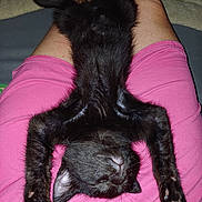 Cooki participe au concours pour gagner de l'argent avec cette photo : black_cat, cat, sleeping, upside_down, relaxed, pet, animal, fur, whiskers, paws, person, lap, pink_shorts, indoor, resting, cute, domestic_cat, feline, cozy, nap