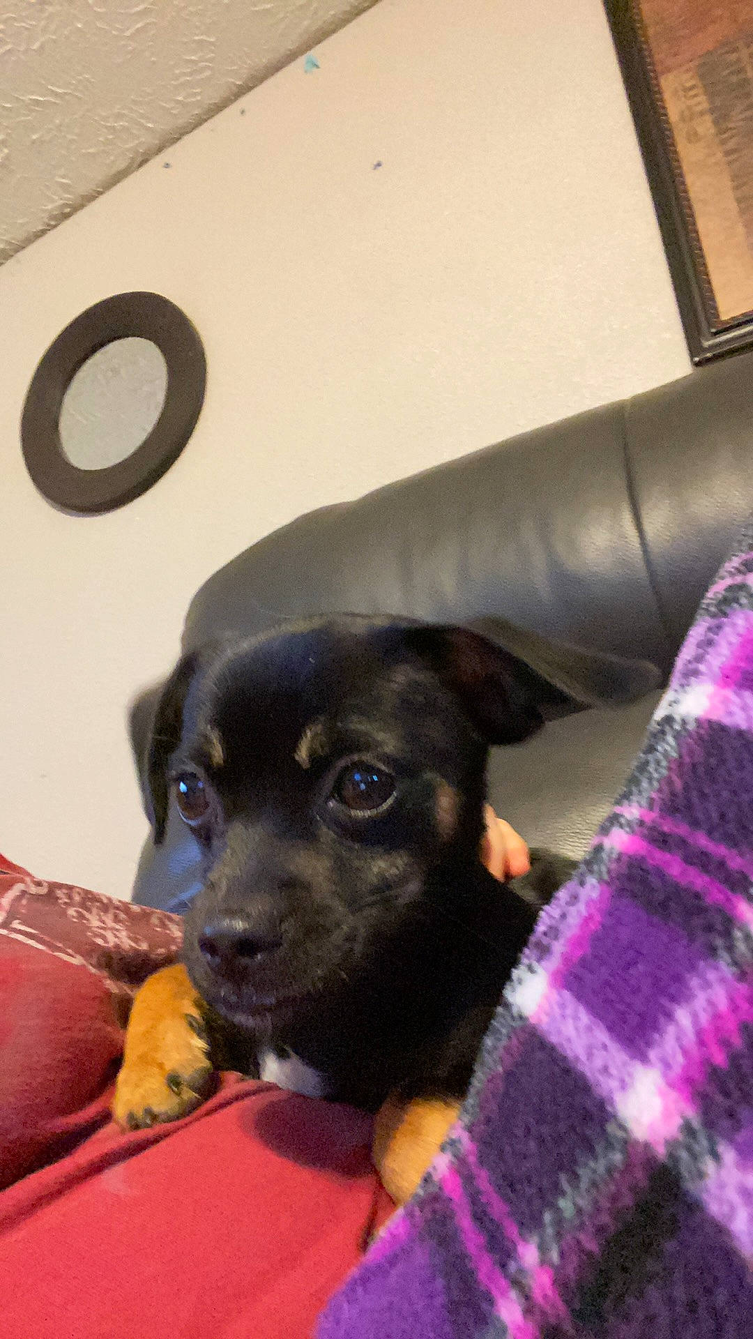 Bowser is registered to the contest to win money with this photo: canidae, carnivore, circle, comfort, companion_dog, couch, dog, dog_breed, fawn, fur, guard_dog, magenta, pattern, purple, room, snout, sporting_group, tartan, toy_dog, whiskers