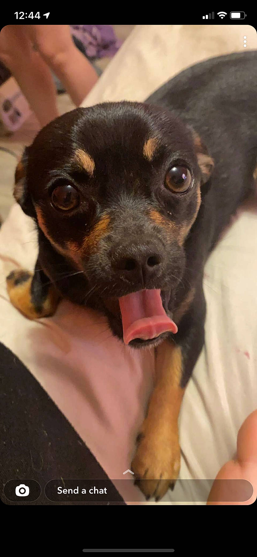 Bowser joined the competition — help win amazing prizes! borador, canidae, carnivore, collar, companion_dog, dog, dog_breed, dog_supply, ear, fawn, fur, guard_dog, liver, snout, sporting_group, terrestrial_animal, toy_dog, whiskers, working_animal, working_dog