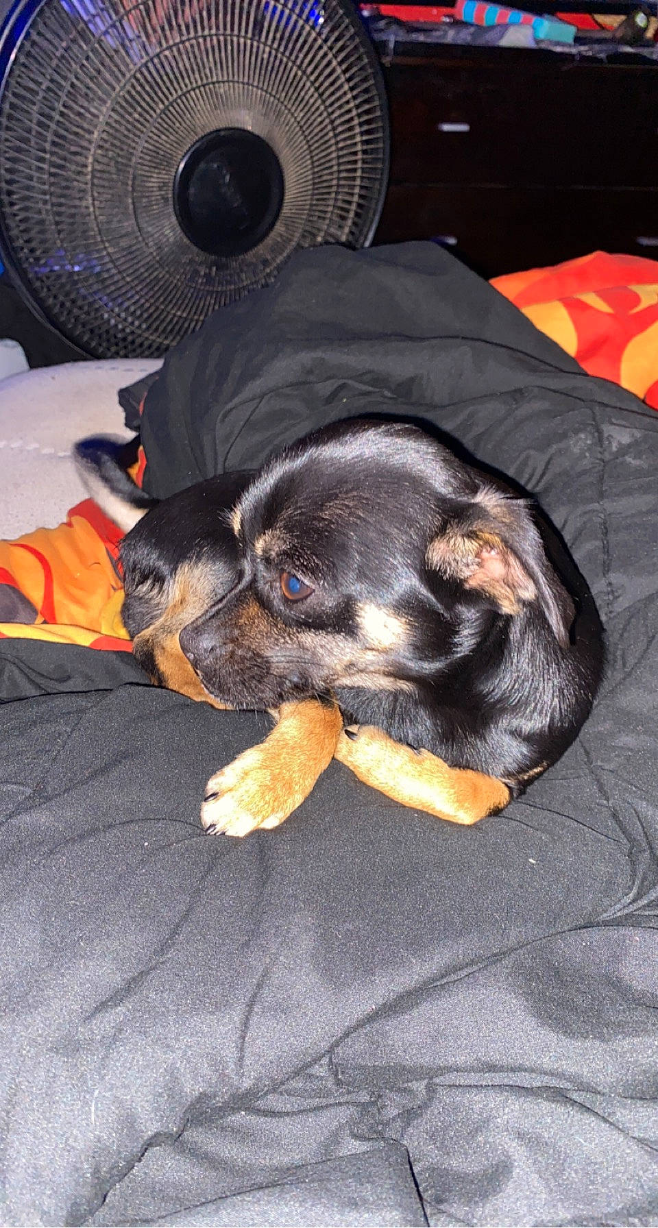 Bowser joined the competition — help win amazing prizes! automotive_tire, black, canidae, carnivore, claw, comfort, companion_dog, dog, dog_breed, fawn, fur, grey, guard_dog, montenegrin_mountain_hound, nap, paw, sporting_group, tail, toy_dog, working_dog