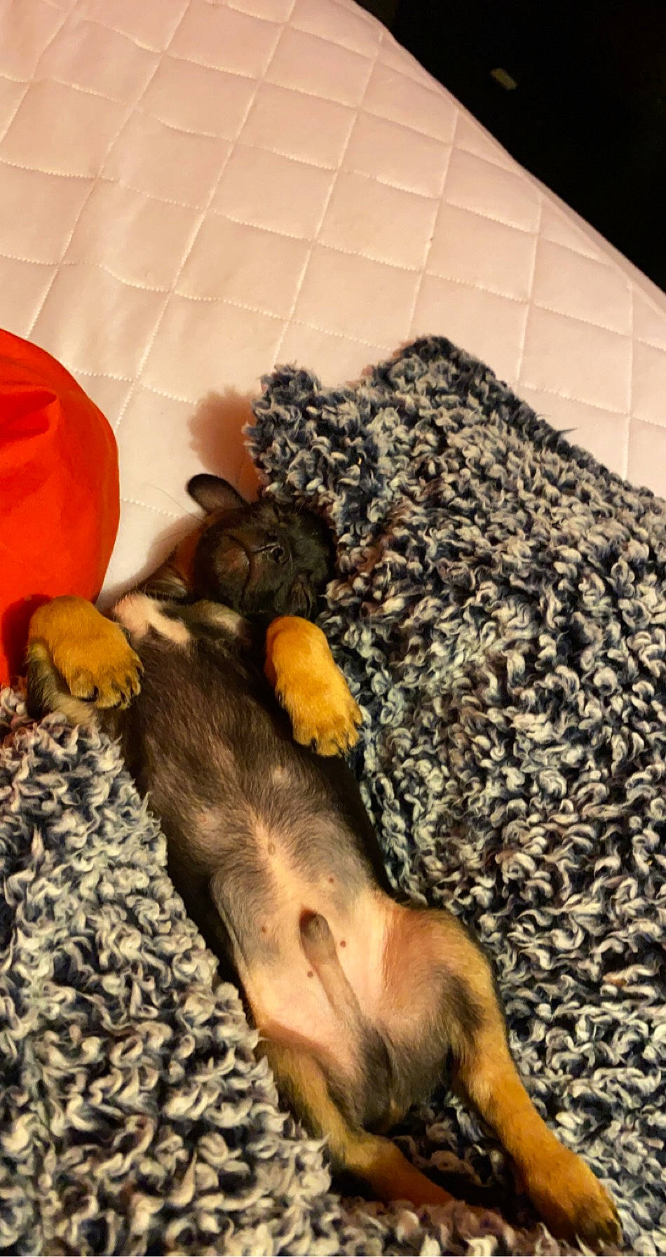 Bowser is registered to the contest to win money with this photo: canidae, carnivore, comfort, companion_dog, dog, dog_breed, dog_supply, fawn, felidae, flooring, fur, human_leg, nap, paw, snout, sporting_group, tail, terrestrial_animal, wood, working_animal