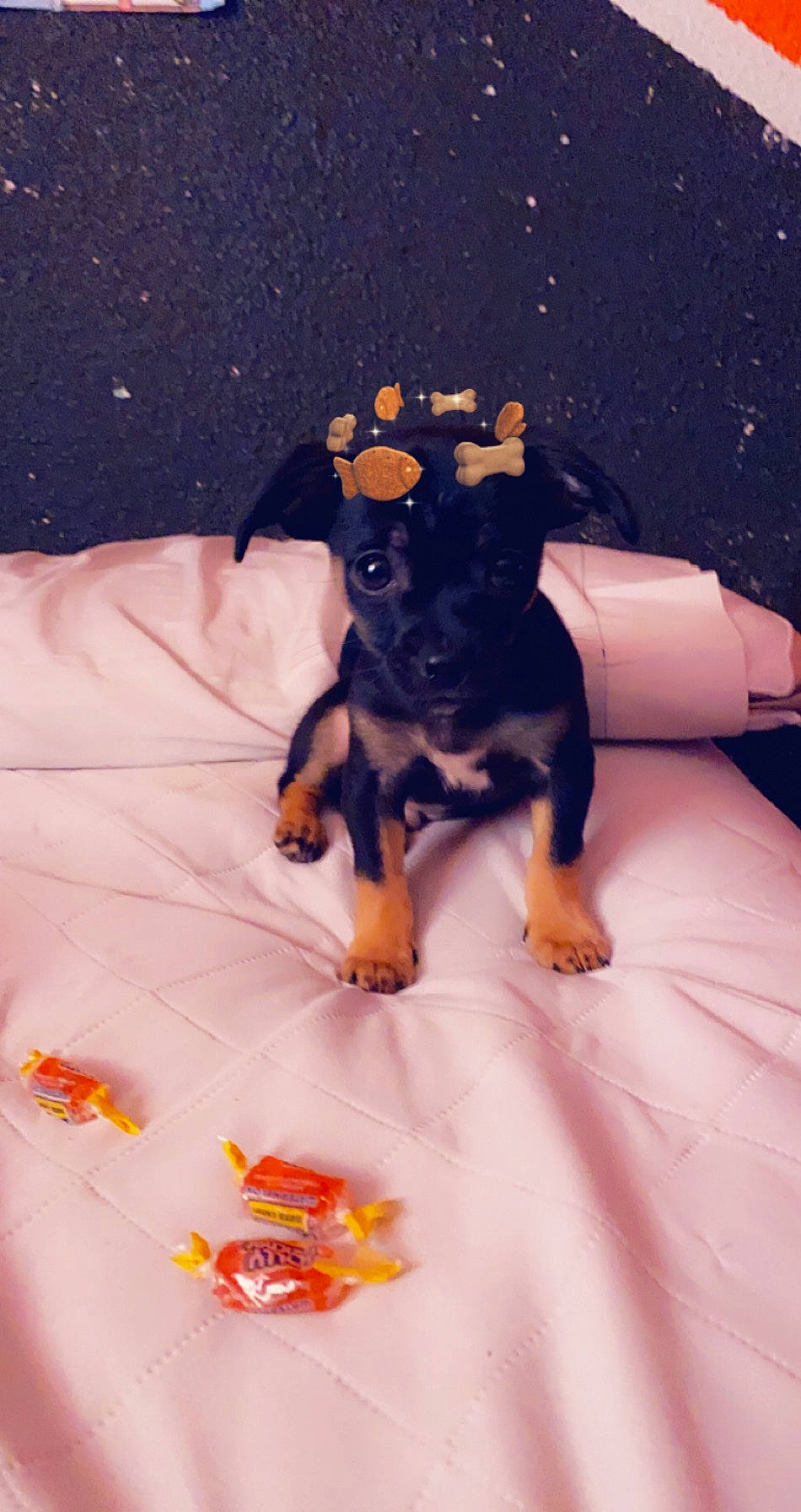 Bowser joined the competition — help win amazing prizes! bed, canidae, carnivore, companion_dog, dog, dog_breed, fawn, finger, guard_dog, linens, nail, paw, pink, pinscher, purple, snout, toy, toy_dog, whiskers, working_animal