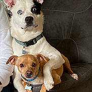 Celly And Boots is registered to the contest to win money with this photo: animal, collar, companionship, couch, cute, dog, domestic_animal, friendly, furniture, home, indoor, looking_at_camera, paw, pet, relaxed, seated, snuggle, tan_dog, two_dogs, white_dog