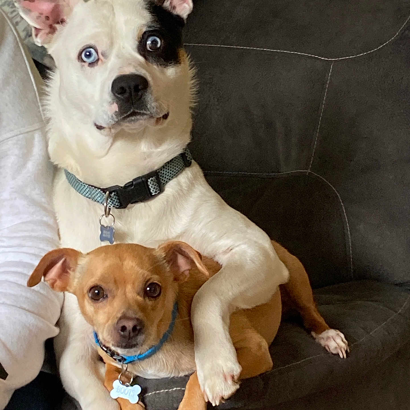 Celly And Boots is registered to the contest to win money with this photo: animal, collar, companionship, couch, cute, dog, domestic_animal, friendly, furniture, home, indoor, looking_at_camera, paw, pet, relaxed, seated, snuggle, tan_dog, two_dogs, white_dog