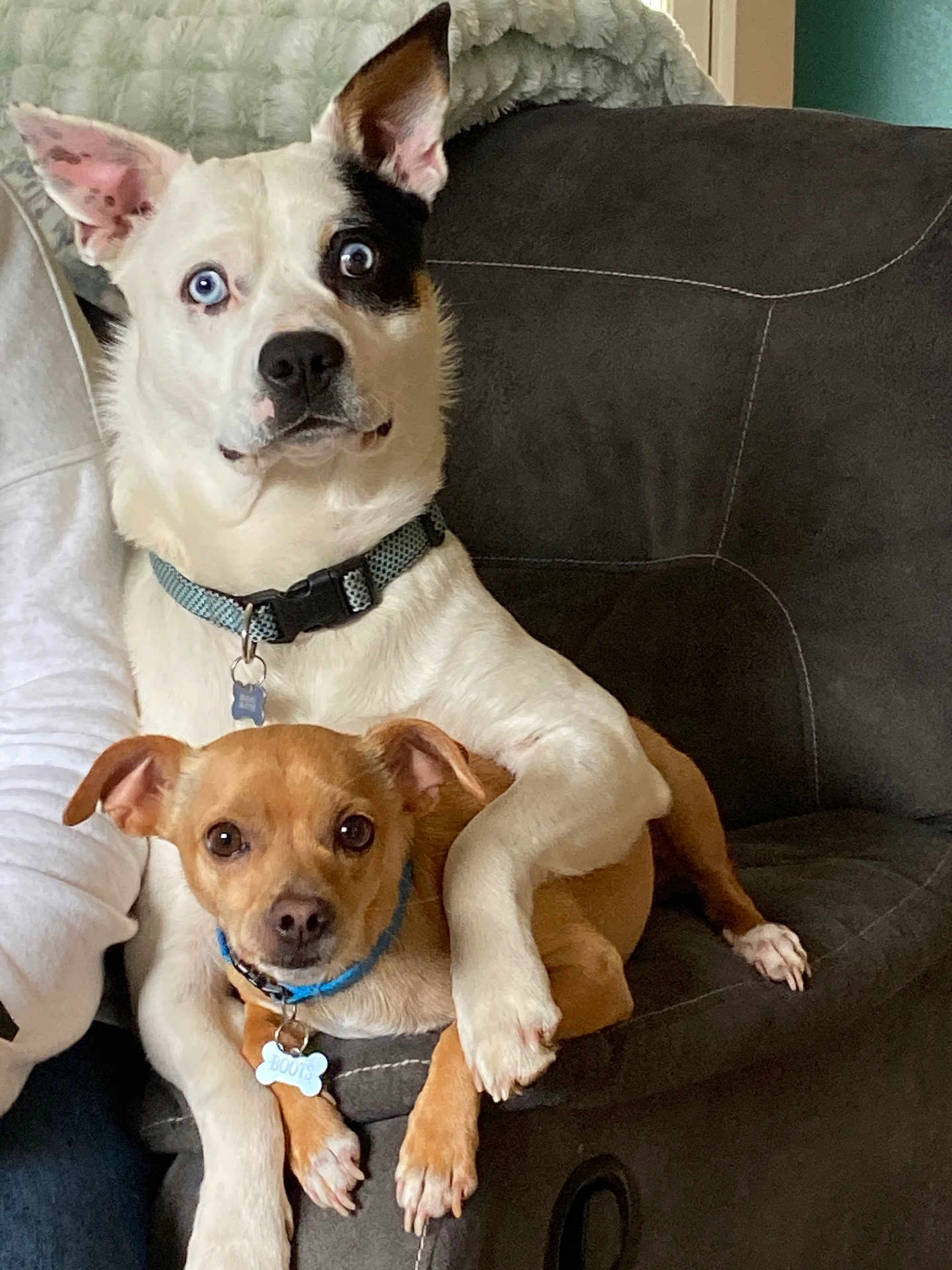 Celly And Boots is registered to the contest to win money with this photo: animal, collar, companionship, couch, cute, dog, domestic_animal, friendly, furniture, home, indoor, looking_at_camera, paw, pet, relaxed, seated, snuggle, tan_dog, two_dogs, white_dog