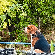 Sana a rejoint le concours — aidez-le/la à gagner de superbes lots ! dog, beagle, outdoor, greenery, leaves, tree, sunflower, wicker_chair, pet, animal, nature, plant, garden, sitting, brown, white, black, fur, canine, summer