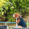 dog, beagle, outdoor, greenery, leaves, tree, sunflower, wicker_chair, pet, animal, nature, plant, garden, sitting, brown, white, black, fur, canine, summer