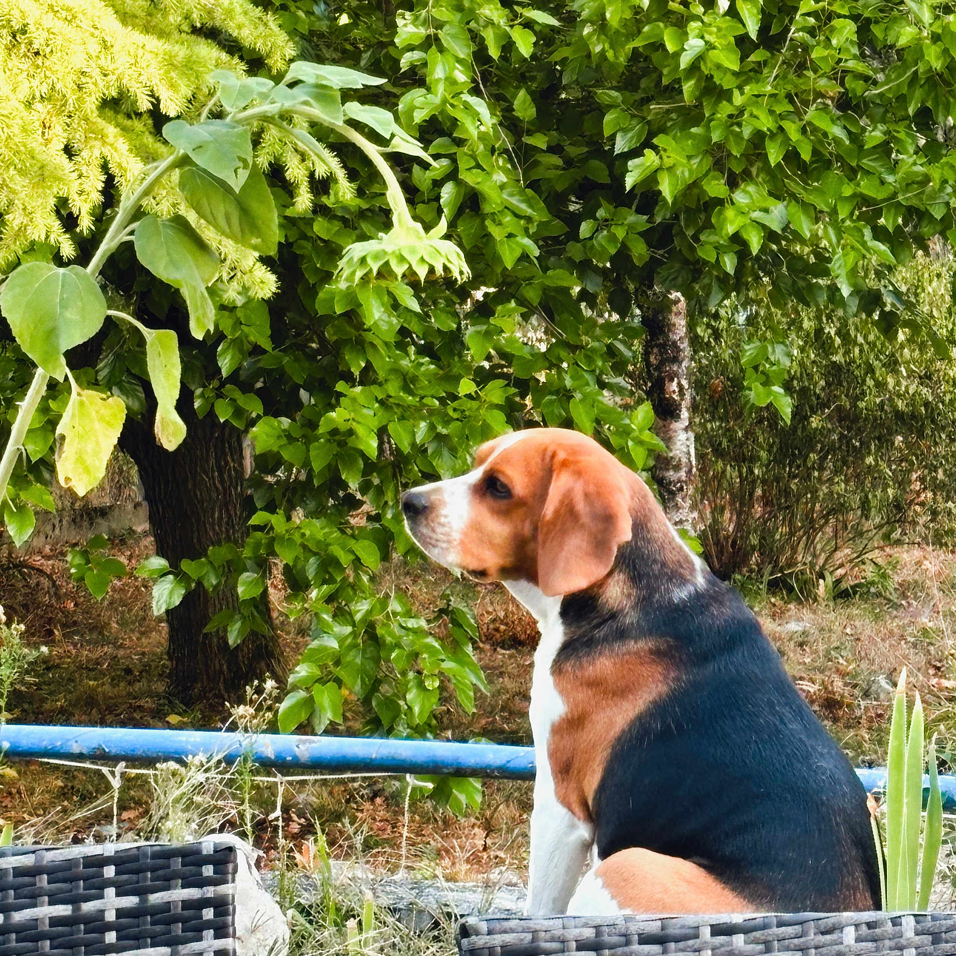Sana a rejoint le concours — aidez-le/la à gagner de superbes lots ! dog, beagle, outdoor, greenery, leaves, tree, sunflower, wicker_chair, pet, animal, nature, plant, garden, sitting, brown, white, black, fur, canine, summer