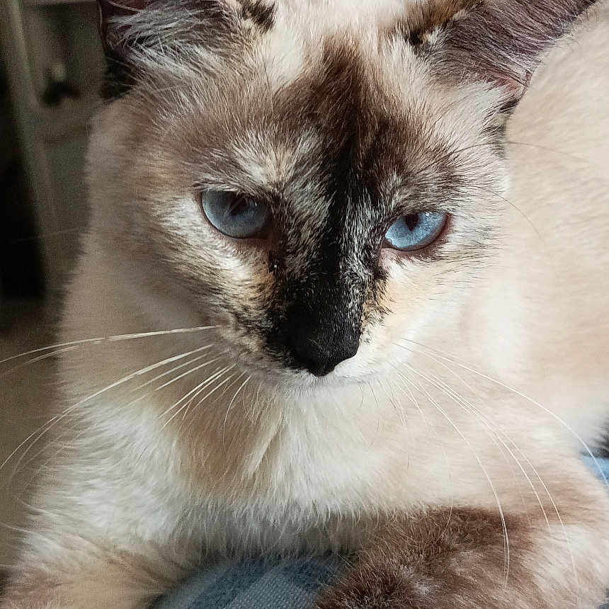 Lily