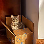 Jinks joined the competition — help win amazing prizes! cat, tabby, cardboard_box, indoor, wooden_floor, sunlight, pet, animal, curious, sitting, collar, bell, feline, home, shadow, wall, floor, box, domestic_animal, cute
