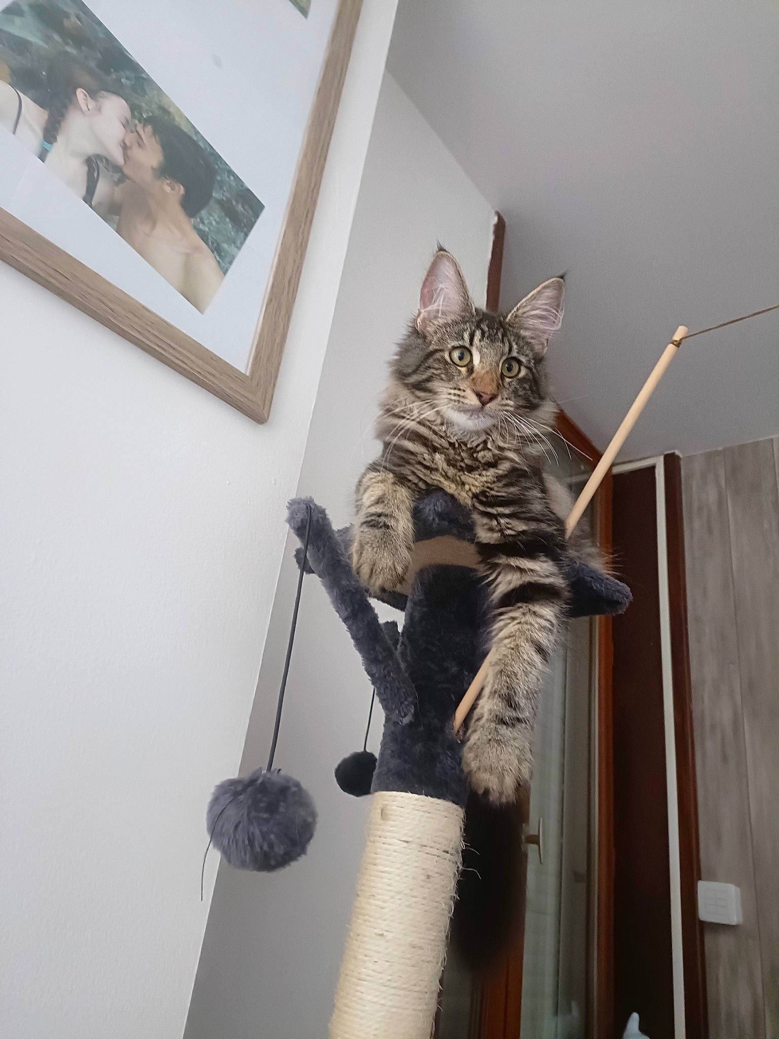 Urion a rejoint le concours — aidez-le/la à gagner de superbes lots ! art, carnivore, cat, cat_supply, domestic_short_haired_cat, felidae, fur, grey, picture_frame, room, sculpture, small_to_medium_sized_cats, tail, tourist_attraction, visual_arts, whiskers, wood