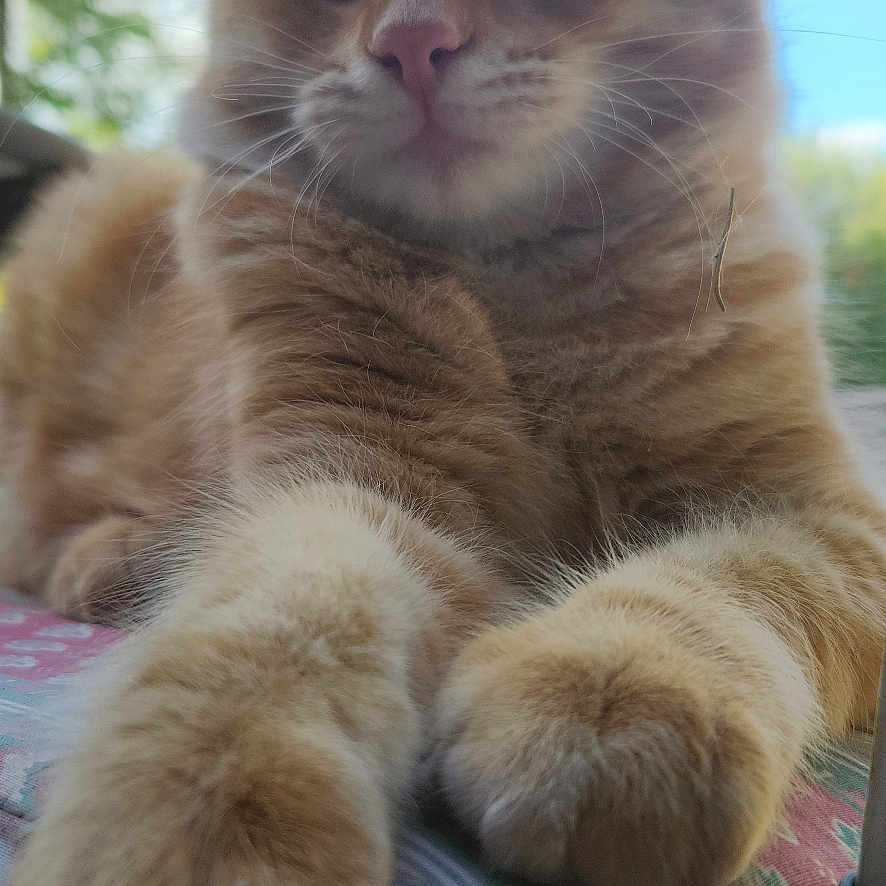 Cacahuète a rejoint le concours — aidez-le/la à gagner de superbes lots ! cat, ginger_cat, fluffy, furry, pet, animal, portrait, closeup, face, eyes, whiskers, ears, paws, sitting, outdoor, sunlight, trees, sky, blanket, cute