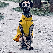 Nala a rejoint le concours — aidez-le/la à gagner de superbes lots ! dalmatian, dog, yellow_raincoat, snow, winter, outdoor, park, path, trees, pet, animal, canine, sitting, spots, cold, nature, coat, leisure, daytime, weather