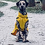 dalmatian, dog, yellow_raincoat, snow, winter, outdoor, park, path, trees, pet, animal, canine, sitting, spots, cold, nature, coat, leisure, daytime, weather