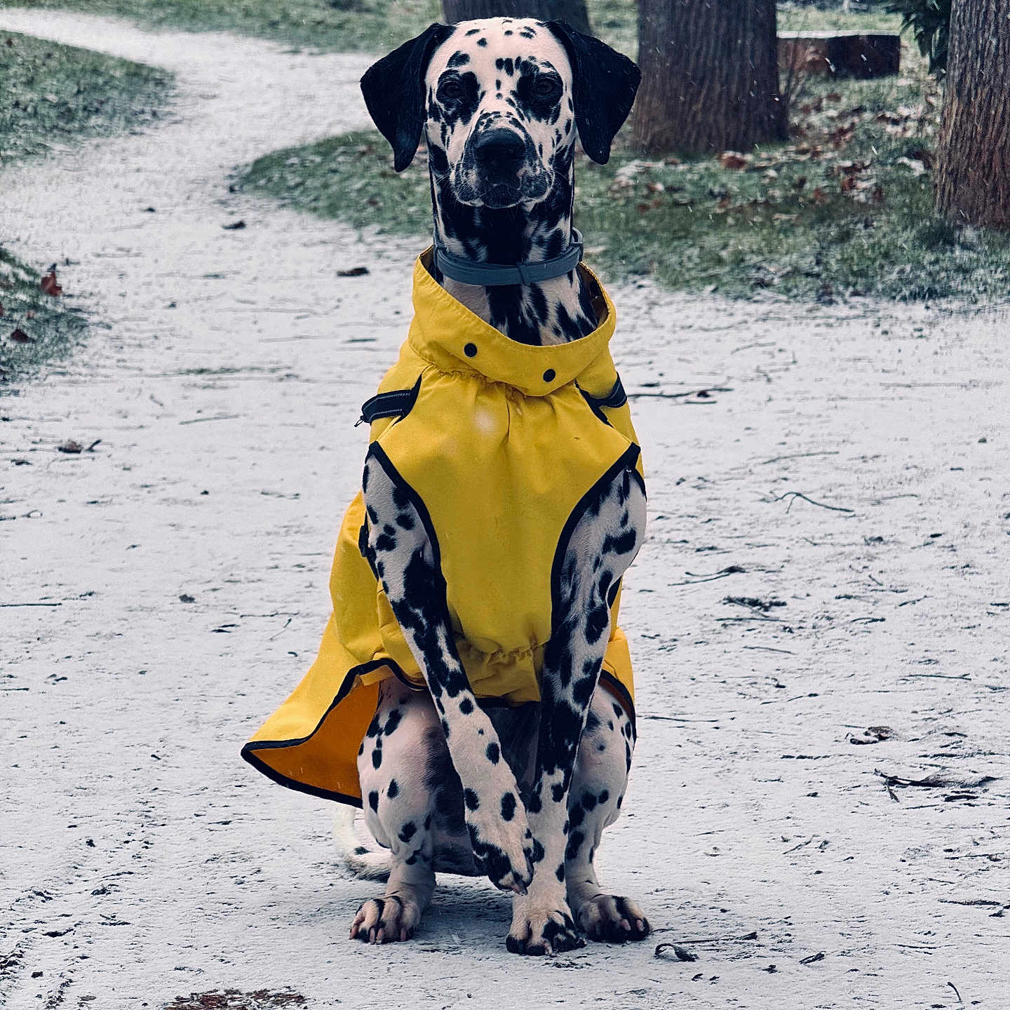 Nala a rejoint le concours — aidez-le/la à gagner de superbes lots ! animal, canine, coat, cold, dalmatian, daytime, dog, leisure, nature, outdoor, park, path, pet, sitting, snow, spots, trees, weather, winter, yellow_raincoat