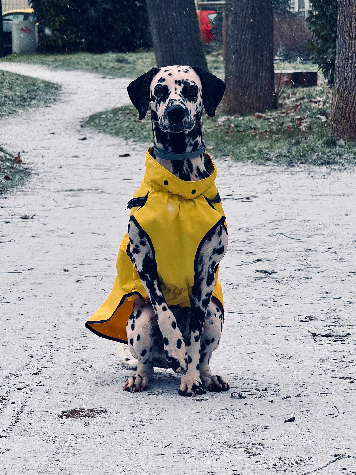 Nala a rejoint le concours — aidez-le/la à gagner de superbes lots ! dalmatian, dog, yellow_raincoat, snow, winter, outdoor, park, path, trees, pet, animal, canine, sitting, spots, cold, nature, coat, leisure, daytime, weather