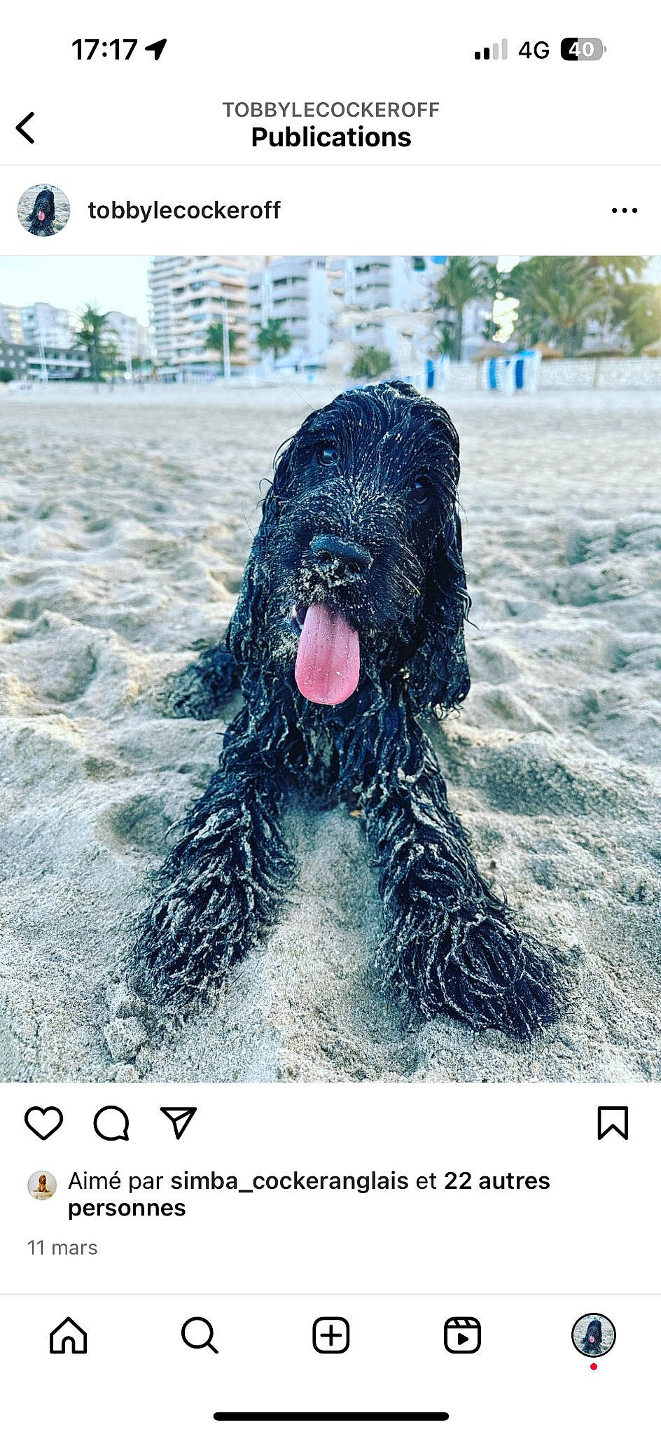 Tobby a rejoint le concours — aidez-le/la à gagner de superbes lots ! art, canidae, carnivore, companion_dog, dog, dog_breed, fur, giant_dog_breed, happy, herding_dog, non_sporting_group, photography, puli, sporting_group, terrestrial_animal, water_dog, working_animal, working_dog