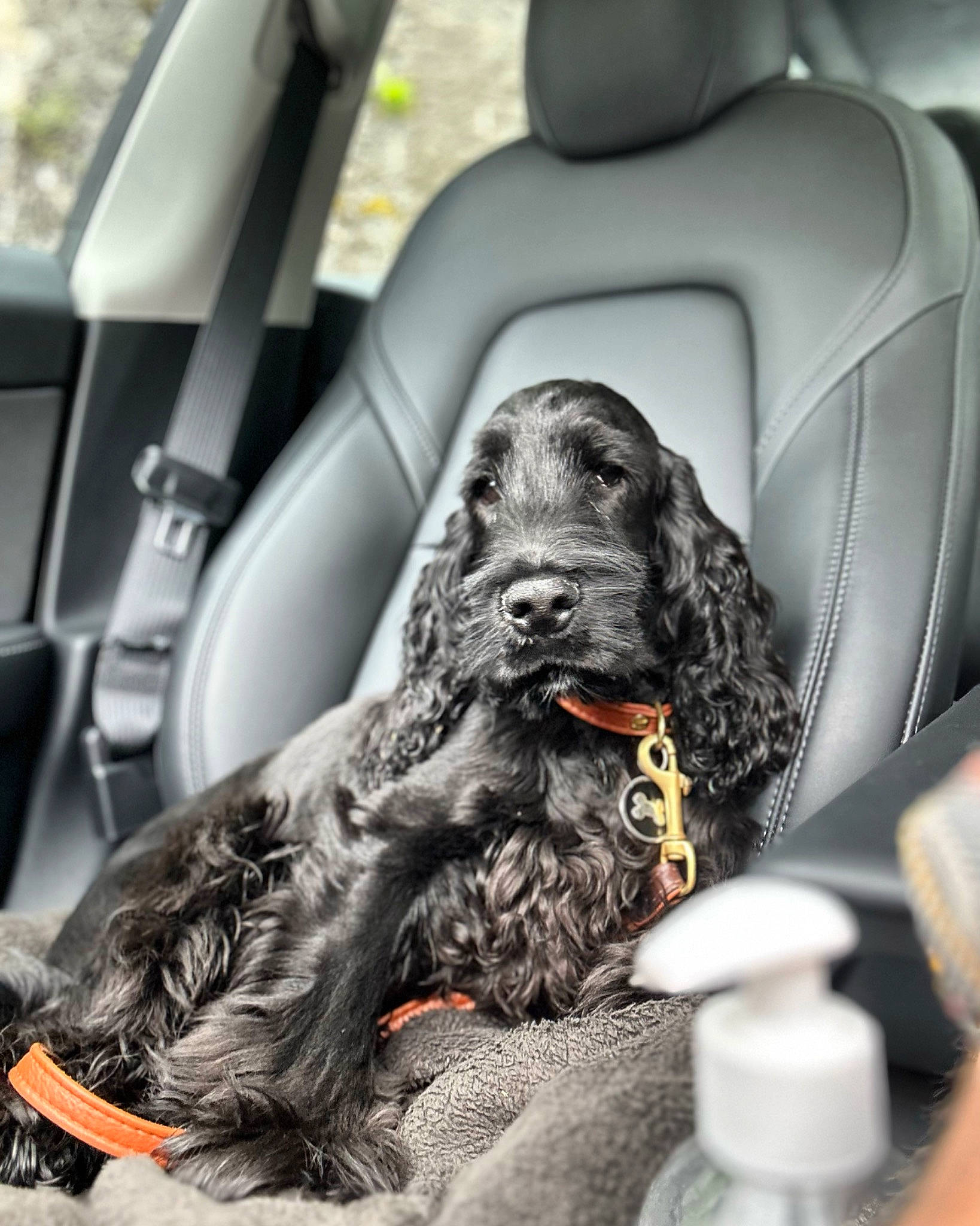Tobby participe au concours pour gagner de l'argent avec cette photo : auto_part, automotive_design, automotive_exterior, automotive_tire, car, car_seat, car_seat_cover, carnivore, companion_dog, dog, dog_breed, family_car, head_restraint, liver, motor_vehicle, personal_luxury_car, snout, spaniel, vehicle, vehicle_door