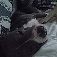 Sanka a rejoint le concours — aidez-le/la à gagner de superbes lots ! blanket, close_up, couch, cozy, dog, domestic_animal, fur, head, indoor, muzzle, nose, pattern, paw, pet, pillow, resting, sleeping, snout, textile, whiskers