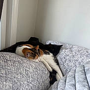 Missy is registered to the contest to win money with this photo: cat, calico_cat, black_cat, sleeping, cozy, blanket, indoor, furniture, resting, pet, animal, fur, cute, relaxation, soft, texture, peaceful, companion, home, nap
