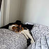 animal, black_cat, blanket, calico_cat, cat, companion, cozy, cute, fur, furniture, home, indoor, nap, peaceful, pet, relaxation, resting, sleeping, soft, texture