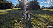 Milo joined the competition — help win amazing prizes! dog, puppy, german_shepherd, grass, leash, tree, sunlight, shadow, blue_sky, clouds, outdoor, nature, field, happy, tongue_out, pet, animal, summer, playful, daylight