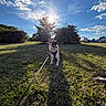 dog, puppy, german_shepherd, grass, leash, tree, sunlight, shadow, blue_sky, clouds, outdoor, nature, field, happy, tongue_out, pet, animal, summer, playful, daylight