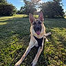 Milo joined the competition — help win amazing prizes! dog, german_shepherd, grass, outdoor, sunlight, blue_sky, tree, pet, canine, nature, animal, happy, tongue_out, ears, leash, collar, park, summer, playful, sunshine