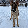 Milo is registered to the contest to win money with this photo: dog, german_shepherd, puppy, snow, winter, outdoor, animal, canine, ears, fur, collar, nose, trees, yard, fence, sky, playful, cute, pet, standing