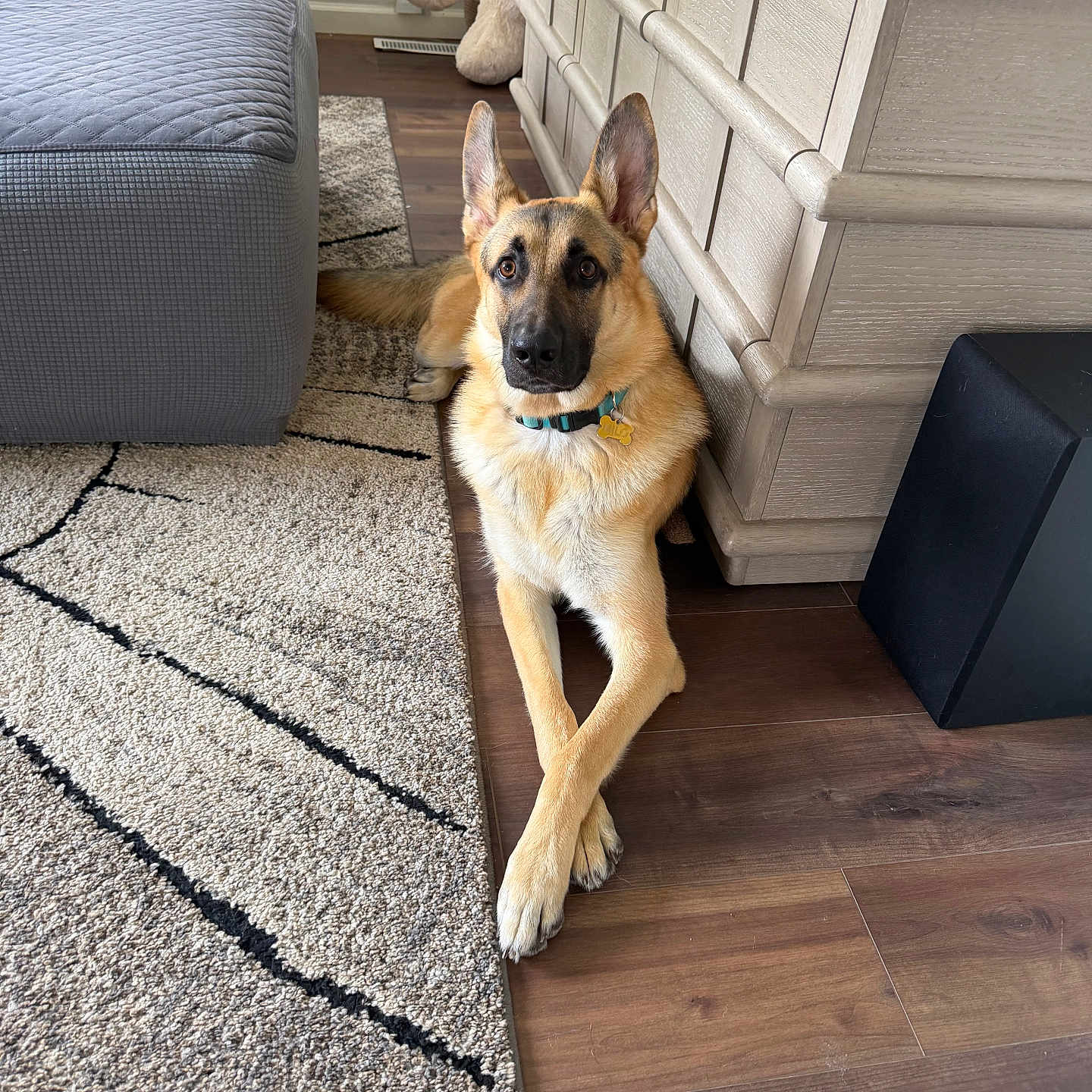 Milo joined the competition — help win amazing prizes! dog, german_shepherd, indoor, furniture, dresser, rug, wooden_floor, collar, pet, animal, resting, crossed_paws, ears_up, looking_at_camera, living_room, home, decor, floor, calm, domestic