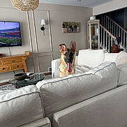 Milo is registered to the contest to win money with this photo: dog, puppy, german_shepherd, living_room, couch, sofa, white_furniture, television, wooden_table, glass_table, wall_lamp, stairs, home_interior, decor, carpet, happy, tongue_out, pet, indoor, canine