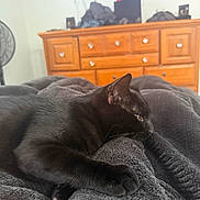 Shadow joined the competition — help win amazing prizes! animal, bedroom, black_cat, blanket, cat, closeup, cozy, dresser, fan, feline, fur, furniture, indoor, paw, pet, relaxation, resting, side_view, sleepy, soft_texture