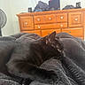 animal, bedroom, black_cat, blanket, cat, closeup, cozy, dresser, fan, feline, fur, furniture, indoor, paw, pet, relaxation, resting, side_view, sleepy, soft_texture