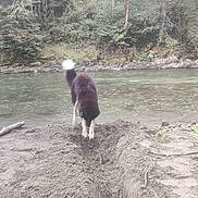 Volta participe au concours pour gagner de l'argent avec cette photo : adventure, animal, canine, daylight, digging, dog, earth, forest, greenery, landscape, nature, outdoor, paw, playful, river, sand, tail, trees, water, wildlife