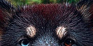 Volta participe au concours pour gagner de l'argent avec cette photo : animal, black_fur, blue_eye, brown_eye, canine, close_up, dog, ears, face, fur, heterochromia, muzzle, nature, outdoor, pet, portrait, snout, tan_markings, wet_fur, whiskers