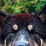 animal, black_fur, blue_eye, brown_eye, canine, close_up, dog, ears, face, fur, heterochromia, muzzle, nature, outdoor, pet, portrait, snout, tan_markings, wet_fur, whiskers