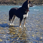 Volta participe au concours pour gagner de l'argent avec cette photo : dog, river, water, rocks, pebbles, outdoors, nature, woodland, trees, winter, spring, black_and_white, standing, profile, collar, red_collar, reflection, sunlight, landscape, adventure