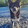 Volta a rejoint le concours — aidez-le/la à gagner de superbes lots ! dog, canine, fluffy, blue_eyes, pointed_ears, black_and_white, pink_collar, standing, outdoors, river, water, pebble_beach, rocks, trees, forest, sunlight, nature, portrait, pet, animal