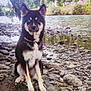 Volta participe au concours pour gagner de l'argent avec cette photo : dog, riverbank, rocks, water, trees, nature, outdoor, animal, canine, sitting, heterochromia, fur, collar, daylight, scenery, wildlife, portrait, landscape, calm, peaceful