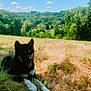 Volta participe au concours pour gagner de l'argent avec cette photo : dog, black_dog, white_paws, lying_down, tongue_out, picnic_blanket, green_blanket, outdoor, field, grass, trees, blue_sky, clouds, sunny, shade, nature, landscape, relaxed, summer, pet