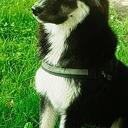 Volta participe au concours pour gagner de l'argent avec cette photo : dog, black_and_white, outdoor, grass, harness, pet, animal, canine, nature, fur, sitting, side_view, ears, alert, daylight, greenery, portrait, mammal, companion, cute