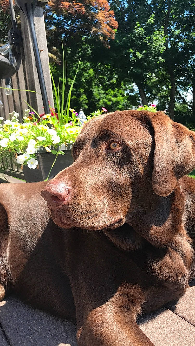 Jax is registered to the contest to win money with this photo: canidae, carnivore, dog, dog_breed, fawn, hunting_dog, labrador_retriever, liver, mammal, pointing_breed, retriever, snout, sporting_group, vertebrate, weimaraner