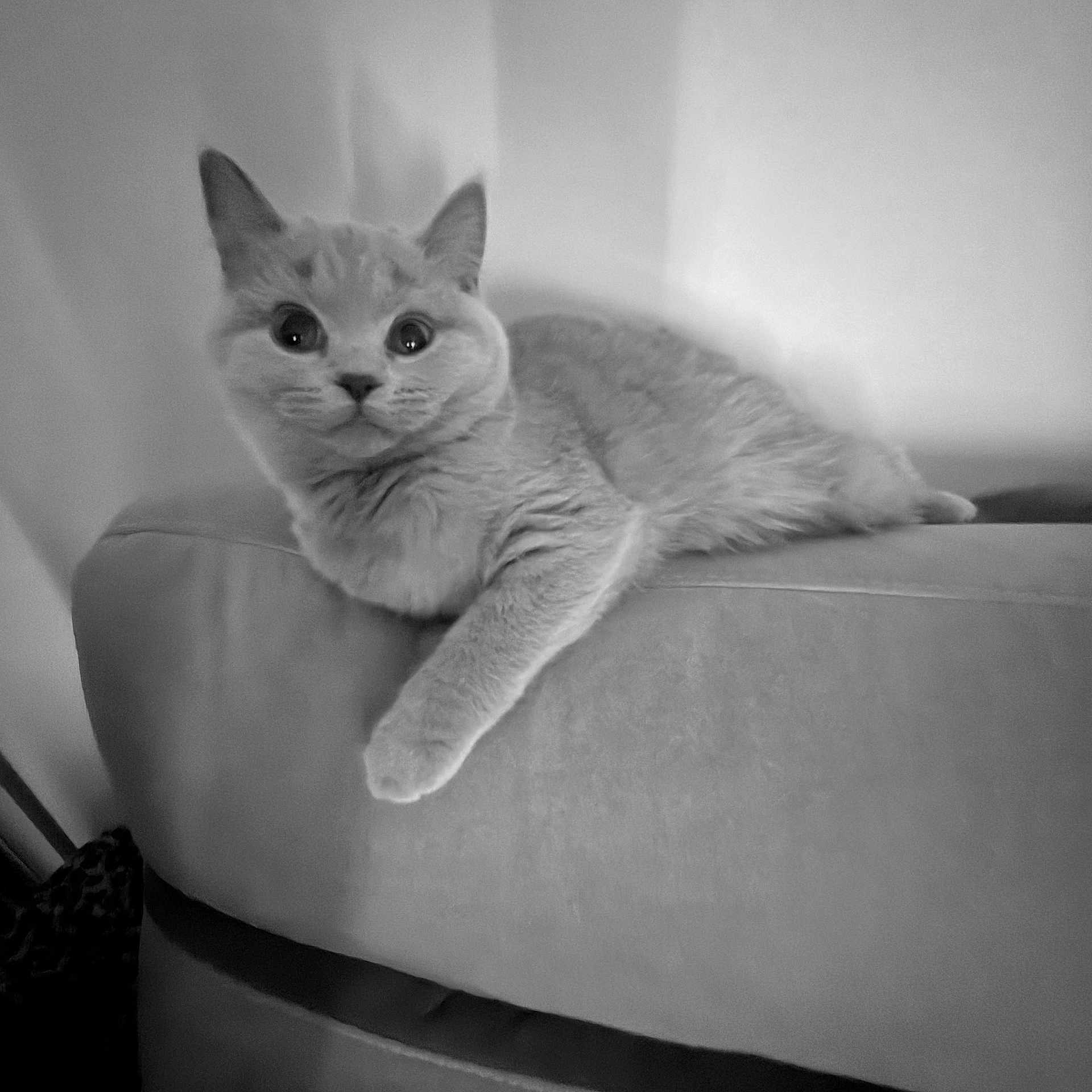 Mia a rejoint le concours — aidez-le/la à gagner de superbes lots ! abyssinian, angora, animal, architecture, armchair, building, cat, chair, couch, cushion, furniture, homedecor, indoors, kitten, livingroom, manx, pet, room, shelf, siamese