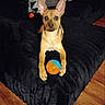 TikTok_watermark, ball, black_blanket, brown_dog, couch, cozy, curious, dog, ears, indoor, looking_at_camera, lying_down, patterned_pillow, paw, pet, playful, puppy, small_dog, toy, wooden_floor