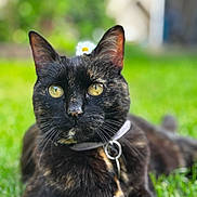 Dragibus a rejoint le concours — aidez-le/la à gagner de superbes lots ! cat, tortoiseshell_cat, outdoor, grass, flower, daisy, pet, animal, closeup, yellow_eyes, collar, relaxed, sunlight, nature, fur, whiskers, portrait, cute, domestic_cat, greenery