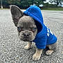 Gsxr is registered to the contest to win money with this photo: animal, bulldog, canine, clothing, dog, face, frenchbulldog, head, hood, hoodie, knitwear, person, pet, photography, portrait, puppy, road, soil, sweater, sweatshirt