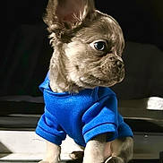 Gsxr is registered to the contest to win money with this photo: animal, bostonbull, bulldog, canine, chihuahua, clothing, dog, frenchbulldog, hound, knitwear, pet, pitbull, pug, puppy, snout, sweater, sweatshirt, terrier, whitedog