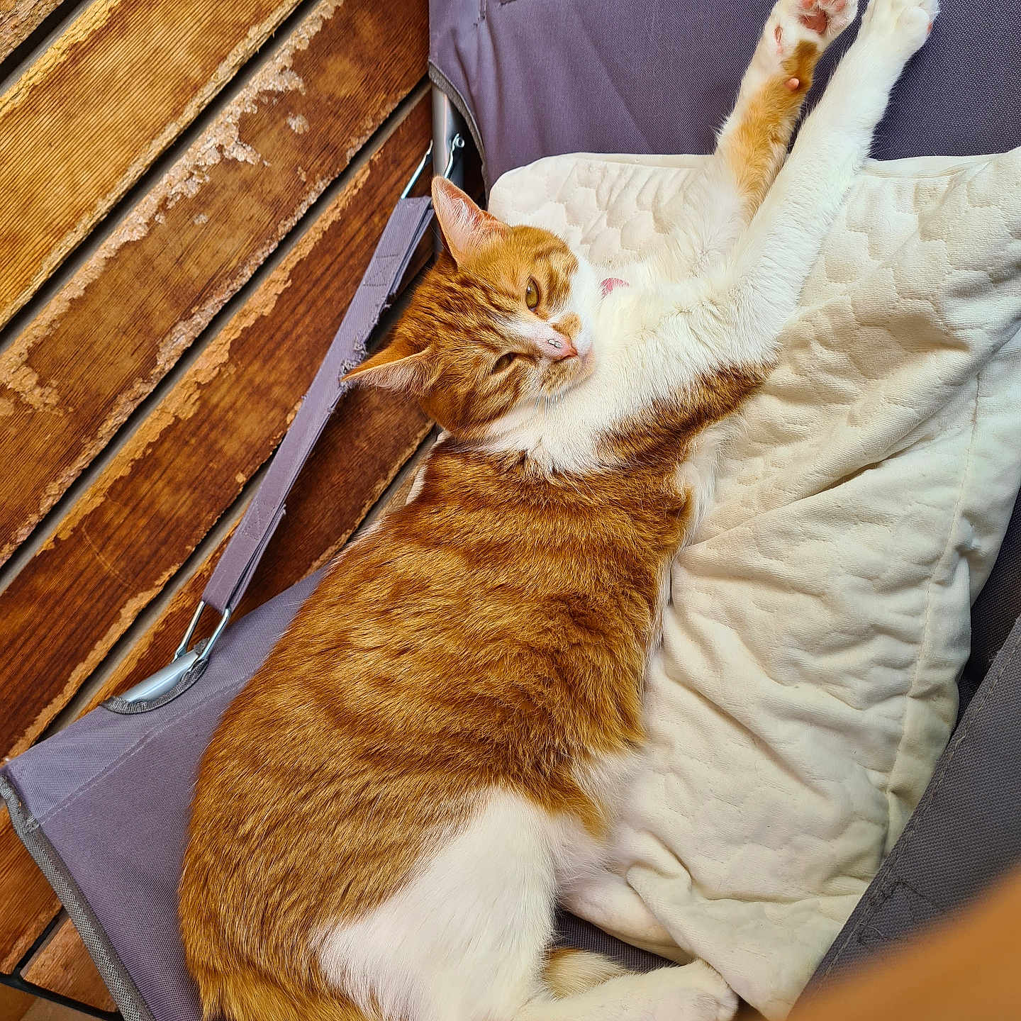 Perle a rejoint le concours — aidez-le/la à gagner de superbes lots ! abyssinian, animal, armchair, bag, blanket, cat, chair, computer, couch, electronics, furniture, hardwood, kitten, laptop, manx, pc, person, pet, sleeping, wood